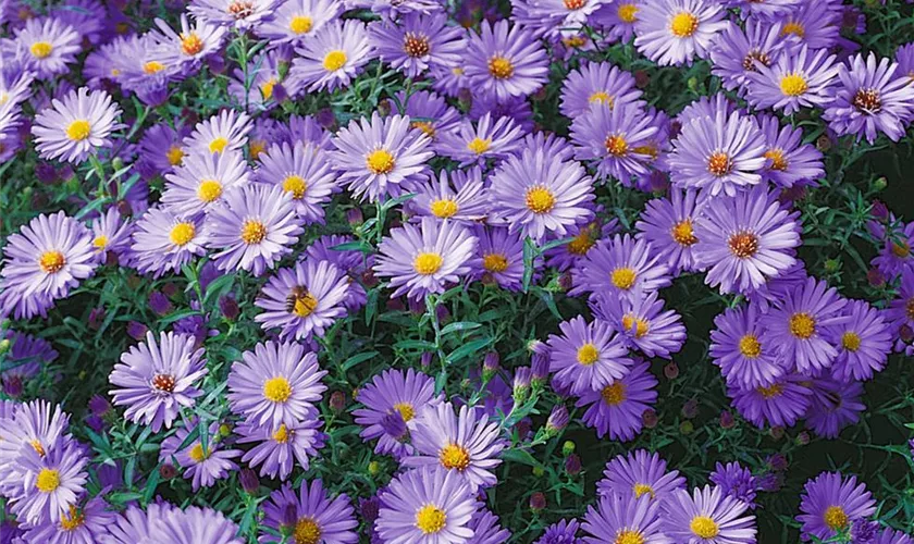 Garten-Kissen-Aster 'Blauer Gletscher'