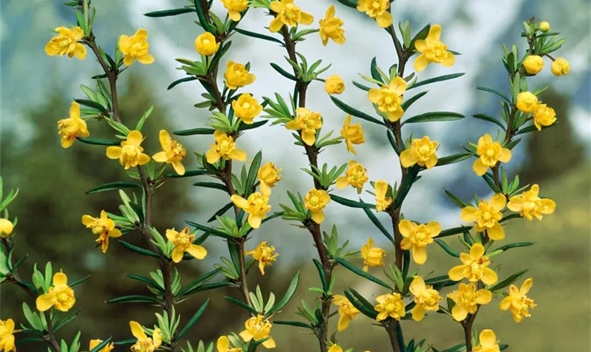 Schmalblättrige Berberitze 'Erecta'