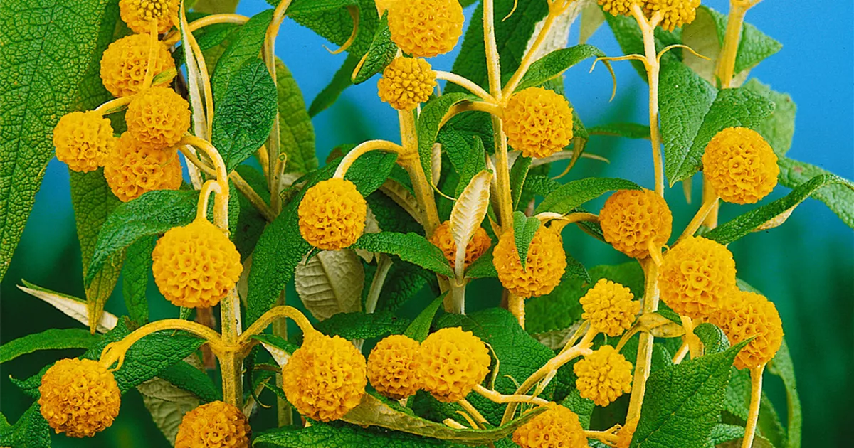 Kugel-Schmetterlingsflieder Pflanze, Pflege & Tipps ▷ Floragard