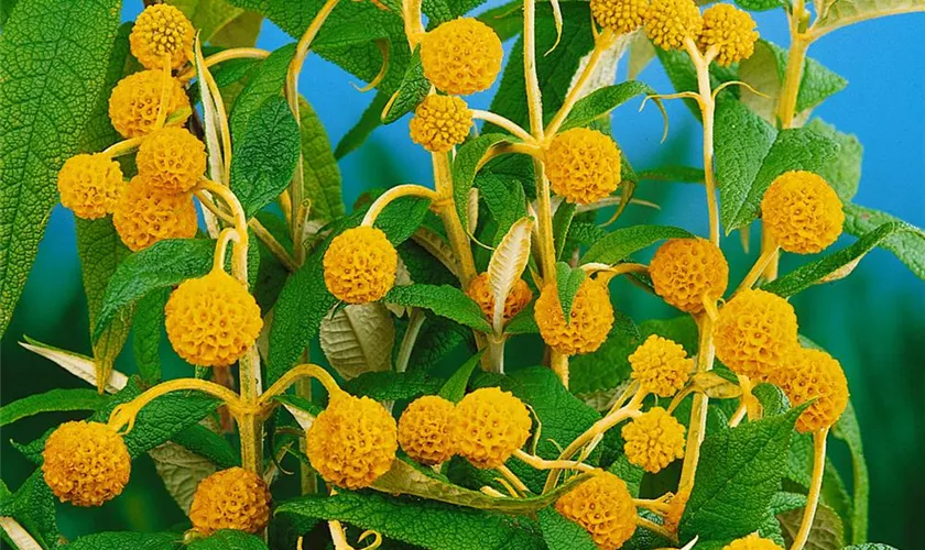 Buddleja globosa