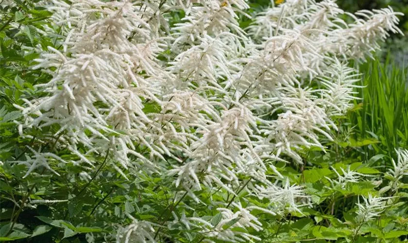 Aruncus dioicus 'Glasnevin'