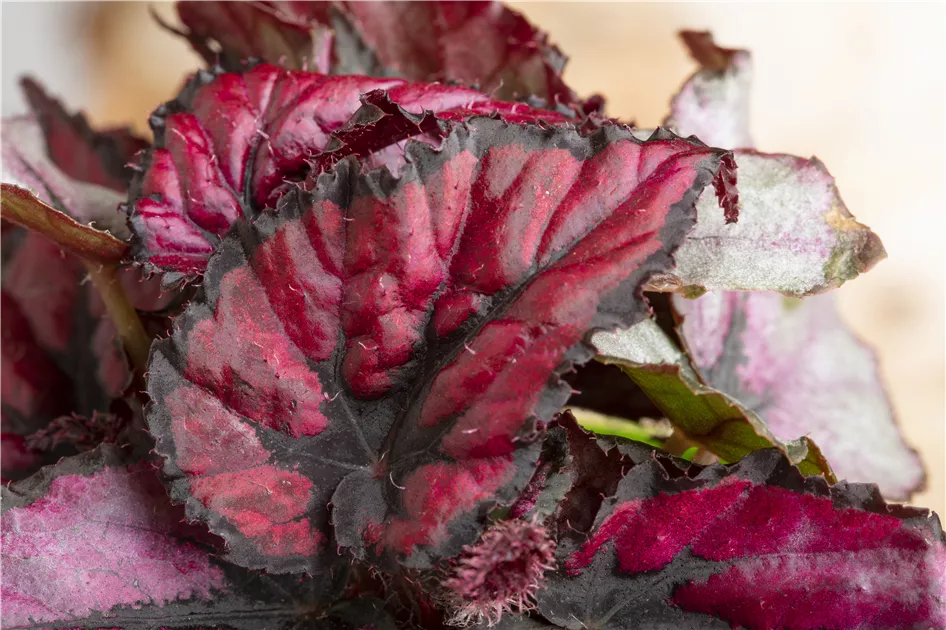 Blattbegonie 'Red Heart' Pflanze, Pflege & Tipps  Floragard