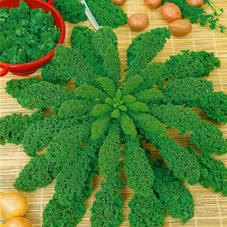 Brassica oleracea var. sabellica, grün
