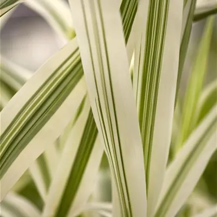 Arundo donax var. versicolor Arundo donax var. versicolor