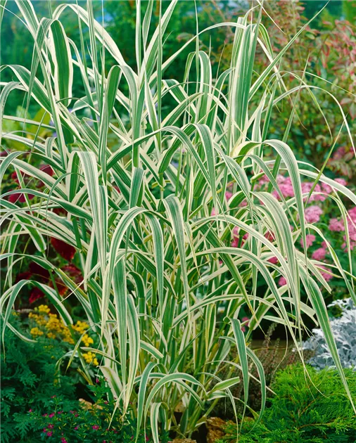 Arundo donax var. versicolor Pflanze, Pflege & Tipps  Floragard