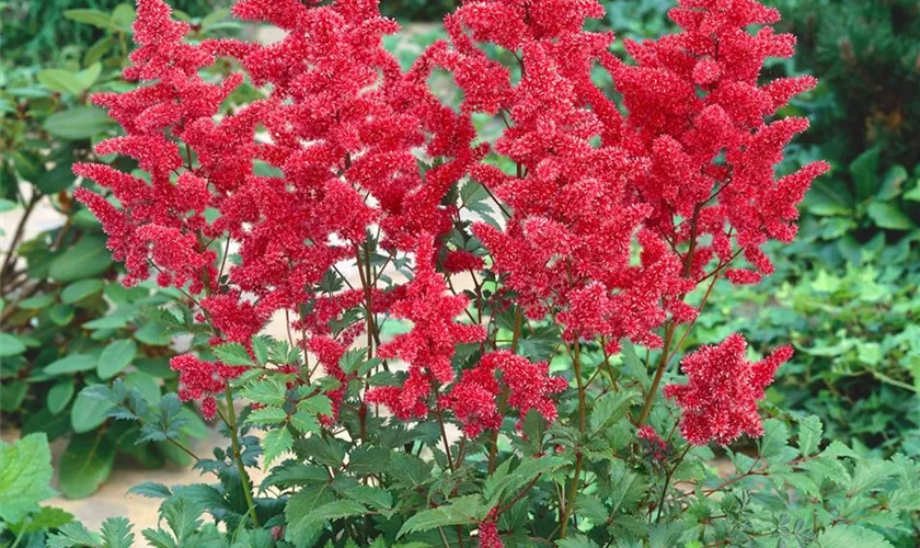 Garten-Prachtspiere 'Erfurt'