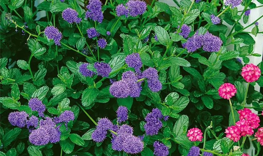 Ceanothus griseus