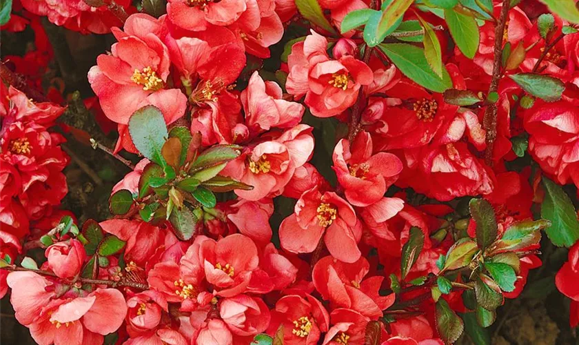 Zierquitte 'Etna'