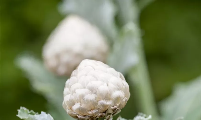 Centaurea ragusina 'Magic Silver'