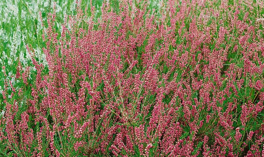 Calluna vulgaris 'Kir Royal'
