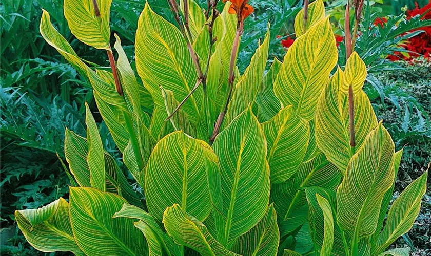 Canna indica 'Pretoria'