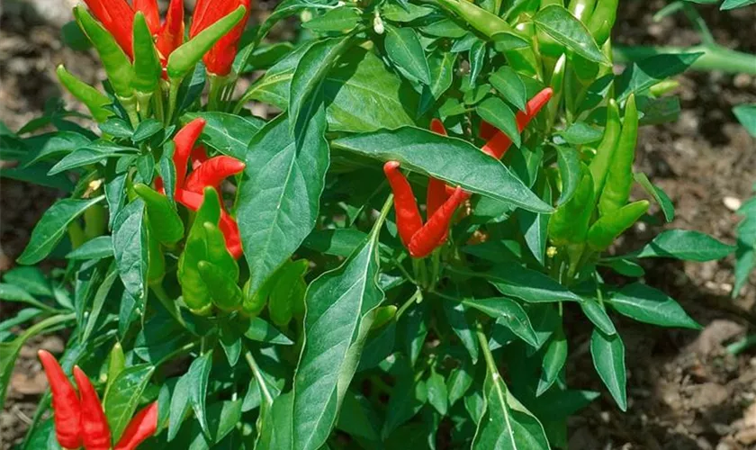 Capsicum chinense 'Salmon'
