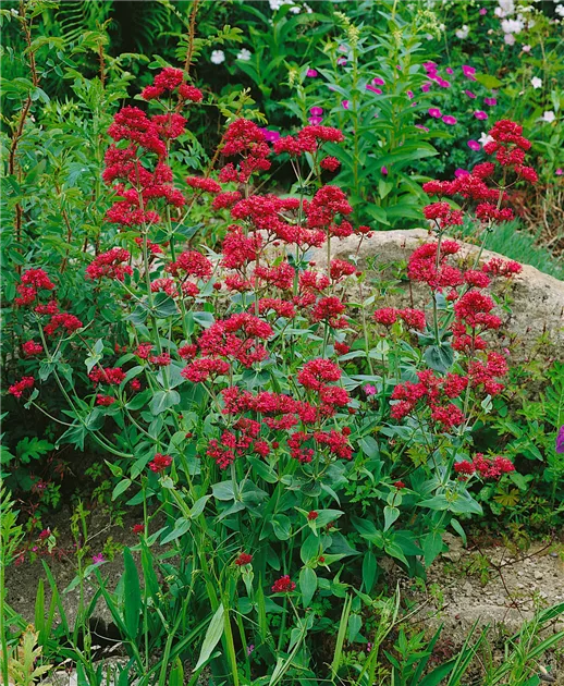 Centranthus Ruber 6 Click Valeriana Rubra (Centranthus Ruber)