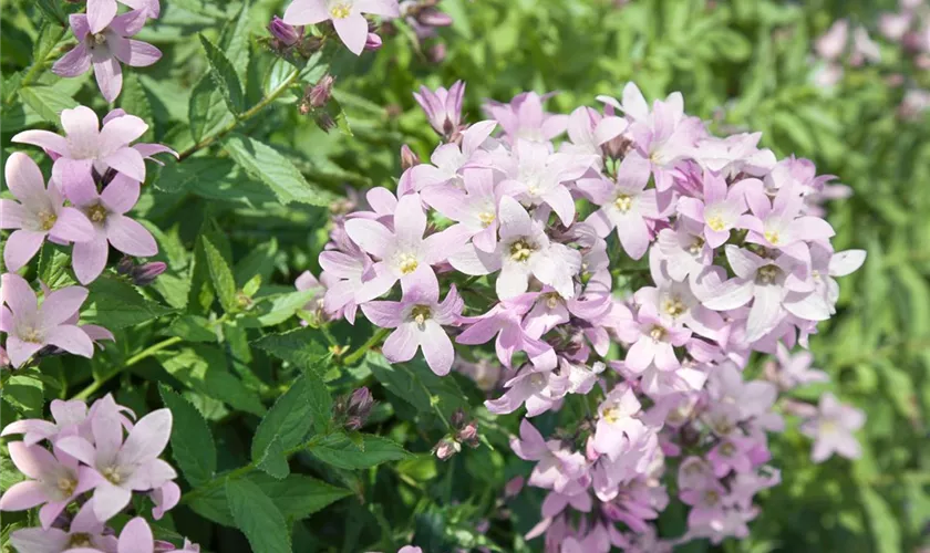 Hohe Dolden-Glockenblume