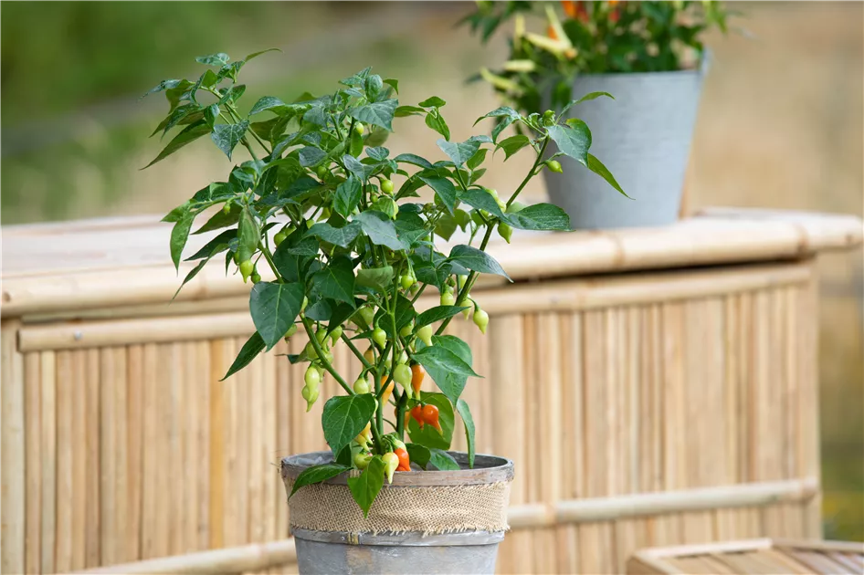 Tropfen-Chili Pflanze, Pflege & Tipps  Floragard
