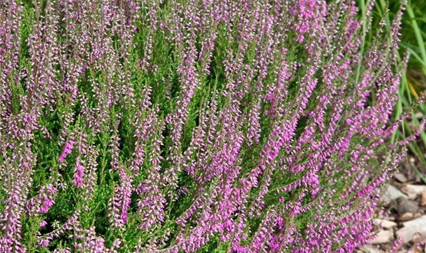 Besenheide 'CalluNova'®