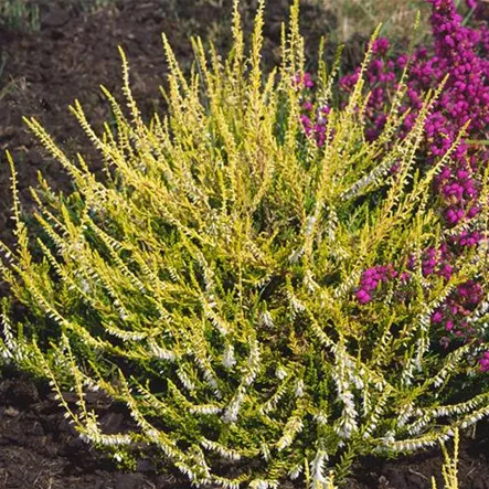 Besenheide 'Cottswood Gold' Besenheide 'Cottswood Gold'