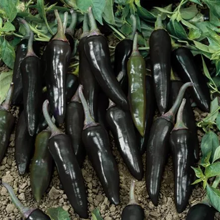 Chili 'Hot Chocolate' Chili 'Hot Chocolate'