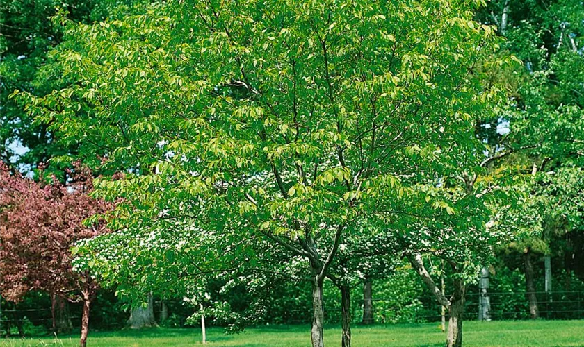 Carpinus caroliniana