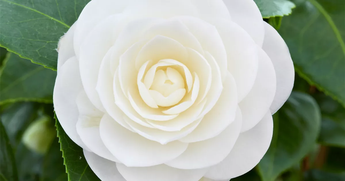 Kamelie 'White Perfection' Pflanze, Pflege & Tipps  Floragard