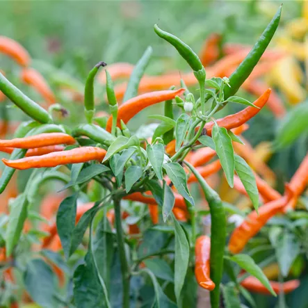 Chili 'Kilian' Chili 'Kilian'