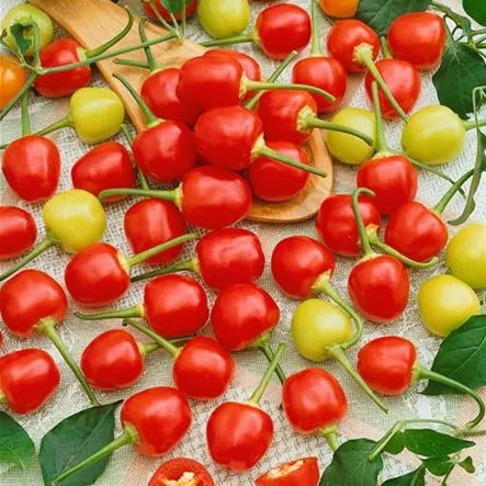 Chili 'Orange Kirschen' Chili 'Orange Kirschen'