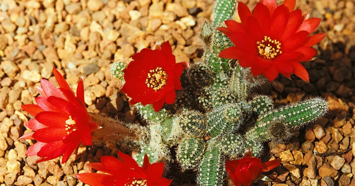 Chamaecereus silvestrii Pflanze, Pflege & Tipps  Floragard