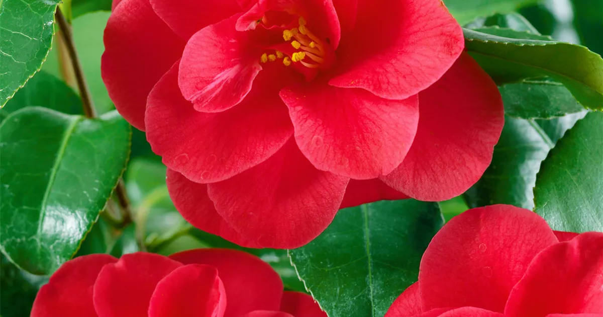 Camellia japonica 'Mary Williams' Pflanze, Pflege & Tipps  Floragard