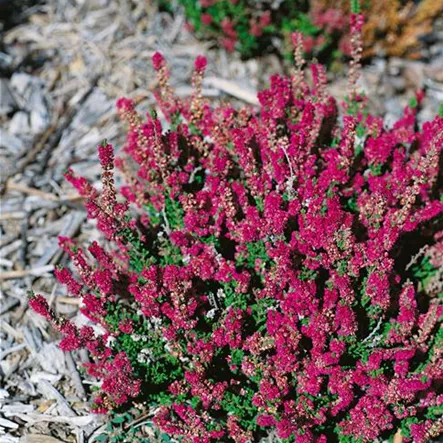 Besenheide 'Dark Star' Besenheide 'Dark Star'