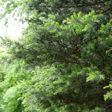 Atlaszeder Atlaszeder