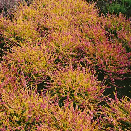 Besenheide 'Harlekin' Besenheide 'Harlekin'