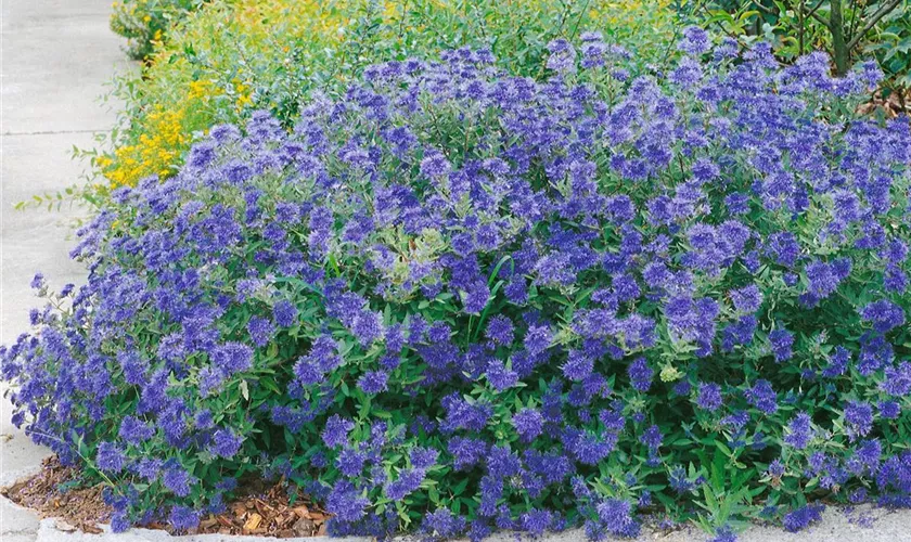 Caryopteris clandonensis 'Petit Bleu'®