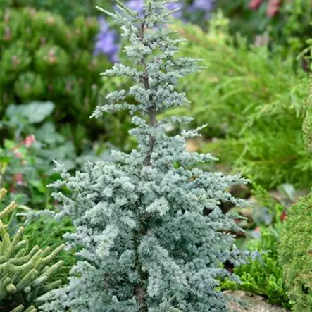 Atlaszeder 'Horstmann' Atlaszeder 'Horstmann'