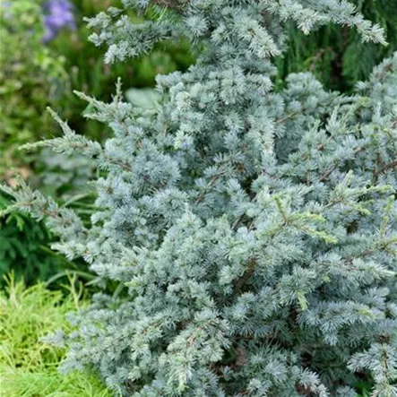 Atlaszeder 'Saphire Nymph' Atlaszeder 'Saphire Nymph'