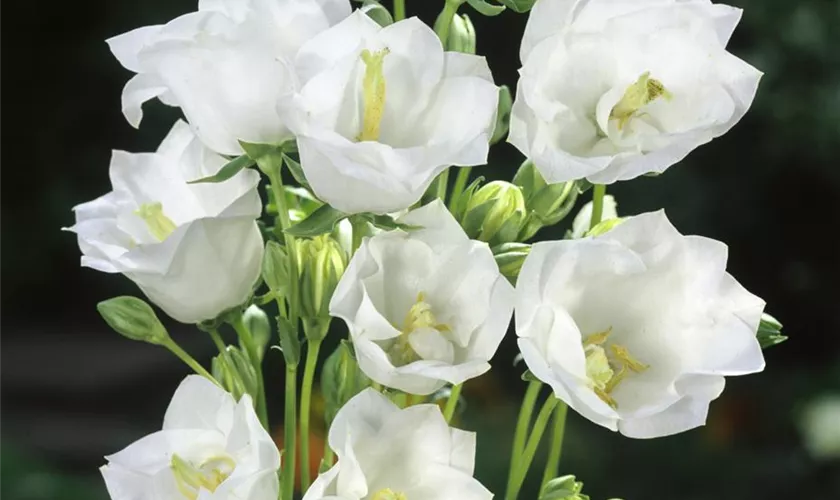 Pfirsichblättrige Glockenblume 'Grandiflora Alba'