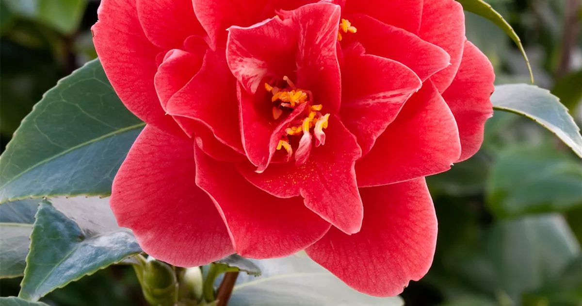 Camellia japonica 'Beautyflame' Pflanze, Pflege & Tipps  Floragard