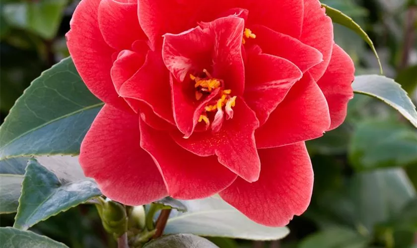 Kamelie 'Beautyflame'