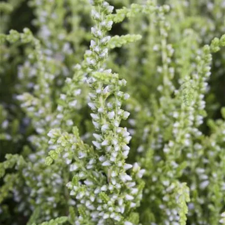 Besenheide 'Darts Parrot' Besenheide 'Darts Parrot'