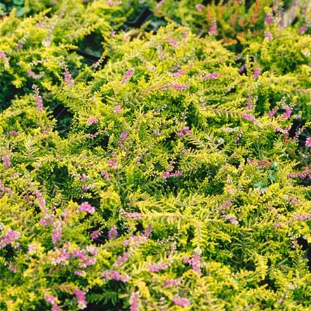 Besenheide 'David Hagenaars' Besenheide 'David Hagenaars'