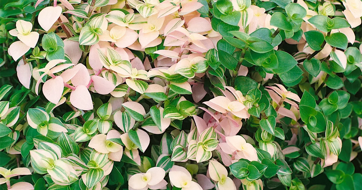 Callisie 'Pink Lady' Pflanze, Pflege & Tipps  Floragard