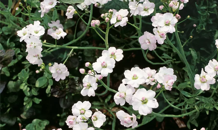 Garten-Schaumkraut 'Plena'