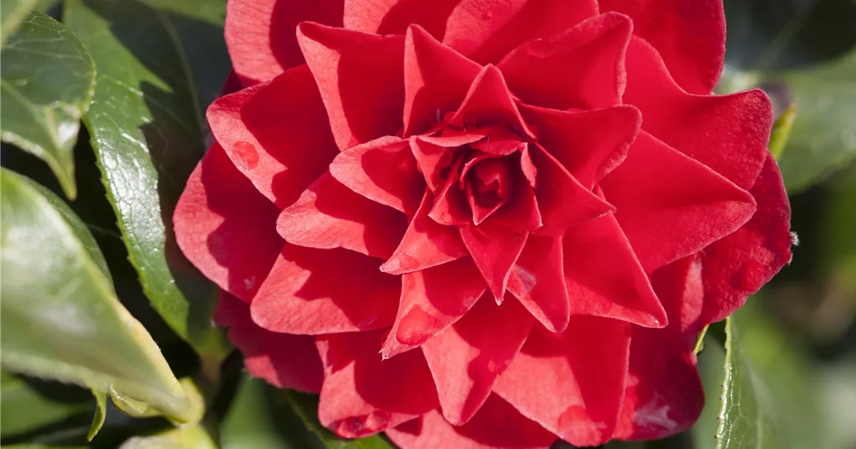 Kamelie 'Black Lace' Pflanze, Pflege & Tipps  Floragard