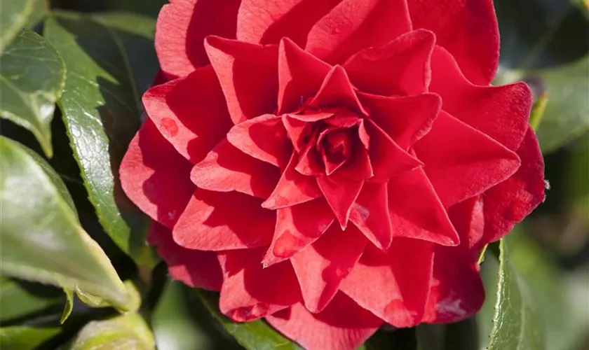 Kamelie 'Roger Hall'