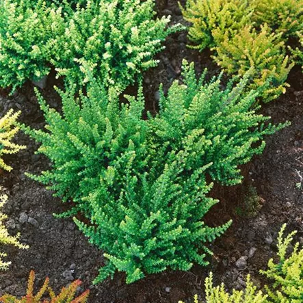 Besenheide 'Durford Wood' Besenheide 'Durford Wood'