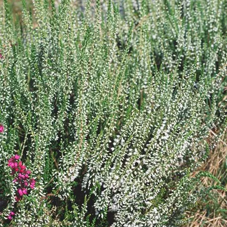 Besenheide 'Elegant Pearl' Besenheide 'Elegant Pearl'