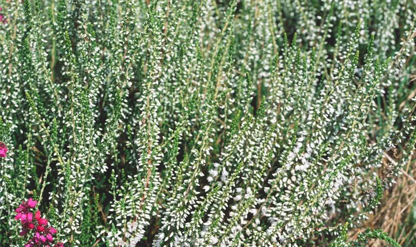 Calluna vulgaris 'Elegantissima'