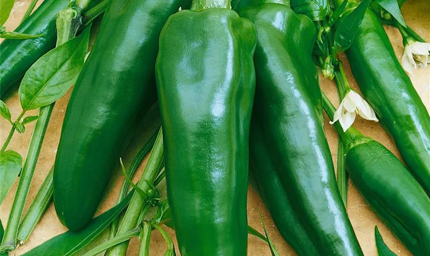 Paprika 'Friggitello'
