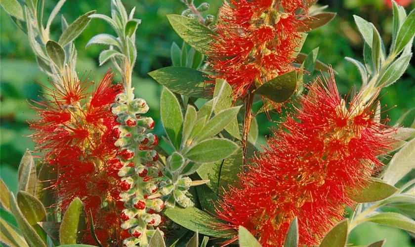Zylinderputzer 'Captain Cook'
