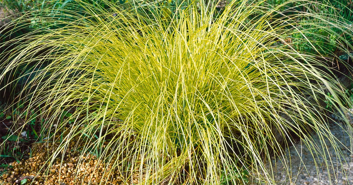 Carex brunnea 'Variegata' Pflanze, Pflege & Tipps  Floragard