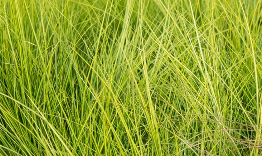 Carex brunnea 'Camara'